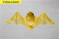 藏品(臺中家蝠)的圖片